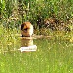 Muskrat_On _His_Dock