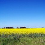 Canola in Bloom