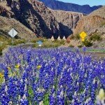 blue-bonnets-near-teepee-rest-area