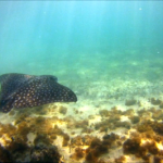 spotted-eagle-ray