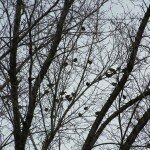 cedar-waxwings