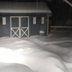 our-back-yard-and-shed