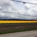tulip-fields-la-conner-wa