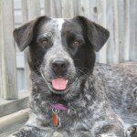 blue-belle-aka-blue-cheese