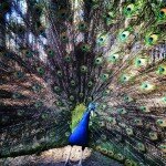 peacock-spring-rv