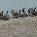 salton-sea-pelicans