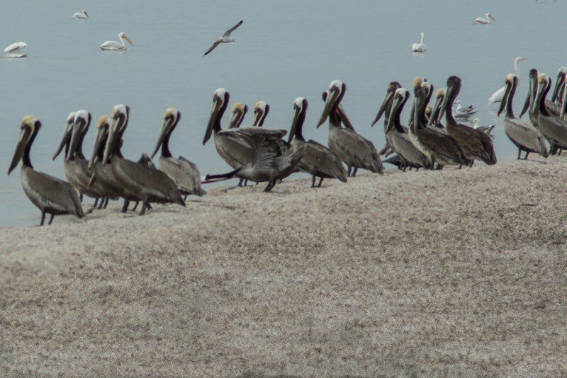 salton-sea-pelicans