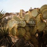 joshuatree